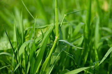 Fresh green grass with morning dew, natural close-up