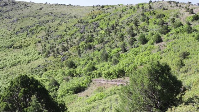 View into the forested cone of Capulin Volcano National Monument in northeastern New Mexico, USA