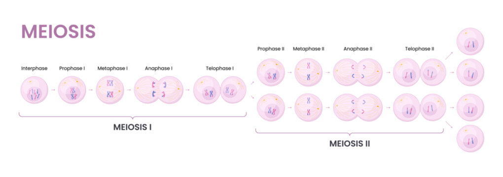 Vector illustration of Meiosis phases. Cell division	