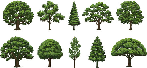 Set of Ten Various Green Trees, Including Oak, Pine, and Different Deciduous Species, Isolated on a White Background, Nature, Forest, Ecology, Vector