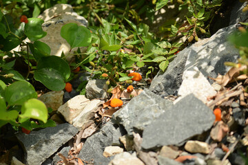 Rubus sorbifolius displays reddish glandular hairs, curved thorns, pinnate leaves, spring white flowers, and hollow red fruits. Photographed in Korea.