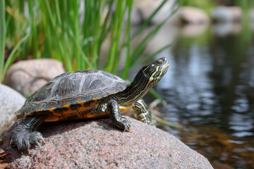 Fototapeta premium Turtle basking on a rock by the serene pond surrounded by lush g