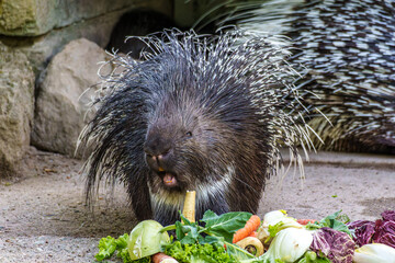 Indian crested Porcupine, Hystrix indica in a german nature park