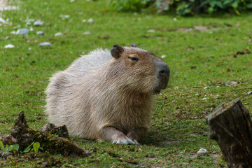 The Capybara, Hydrochoerus hydrochaeris is the largest living rodent in the world.