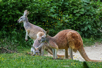 The red kangaroo, Macropus rufus is the largest of all kangaroos and the largest extant marsupial. © rudiernst