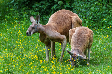The red kangaroo, Macropus rufus is the largest of all kangaroos and the largest extant marsupial. © rudiernst