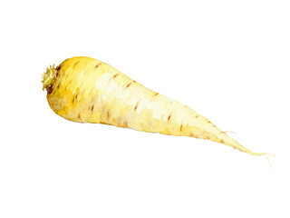 Parsnip on display: A single, fresh parsnip presents itself against the background. Its creamy exterior with subtle hues and slender form epitomizes the essence of organic produce.