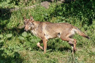 European Grey Wolf, Canis lupus in a german park