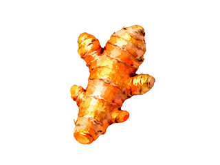 Vibrant Turmeric Root: An artful illustration showcases a single, fresh turmeric root, its textured surface radiating the warm hues of gold and earth tones.