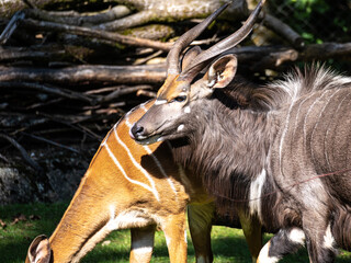 Nyala Antelope - Tragelaphus angasii. Wild life animal.