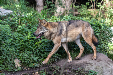 European Grey Wolf, Canis lupus in a german park
