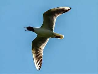 Mewa śmieszka w locie na tle błękitu nieba © Adam