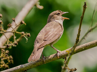 płochacz pokrzywnica pięknie śpiewa na krzewie