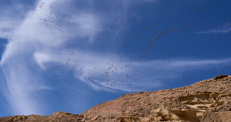 A flock of white pelicans or Onocrotalus Pelecanus soaring in the sky above Africa. A wedge-shaped flock of pelicans in the blue sky and white clouds background.