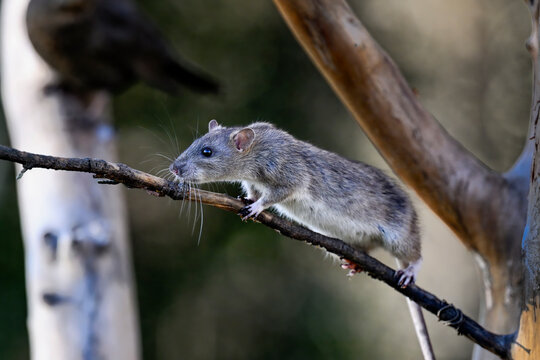Brown rat climb up to the tree