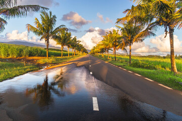 Palm-lined road with tropical fields and mountain backdrop after rainfall, Mauritius, Indian Ocean