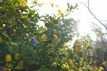 Ripe yellow lemons hanging from branches in orchard with lens flare streaming through foliage
