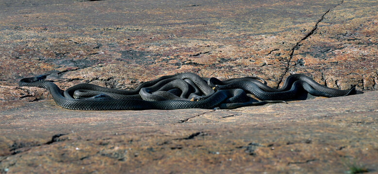 Group of Grass snakes are basking and warming up on the rock