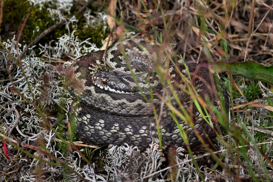 Common European viper