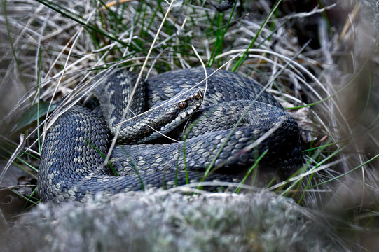 Common European viper