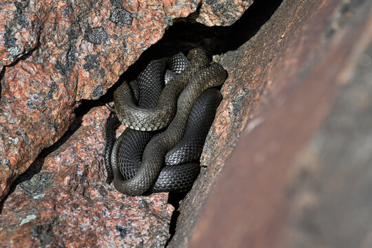 Group of Grass snakes are basking and warming up in the rock crevise
