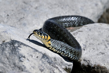 Grass snake on the shore rock