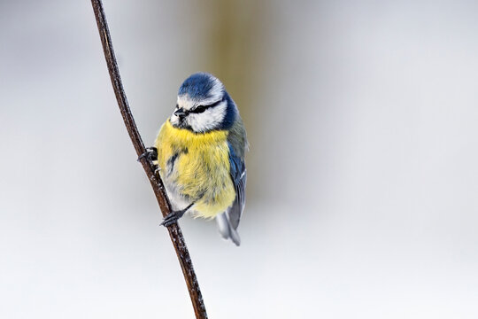 Eurasian blue tit in winter