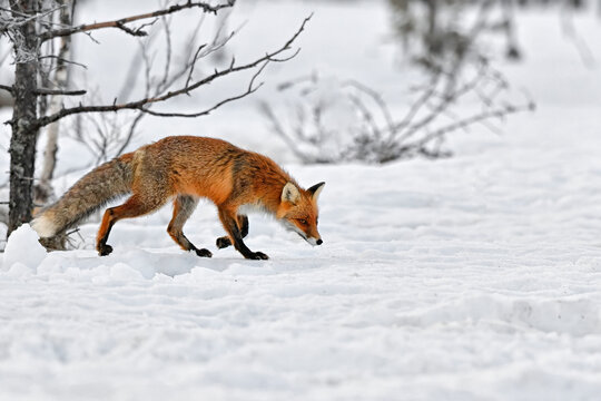 Red fox