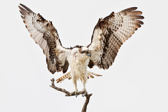 After taking a bath, Osprey is drying out its feathers.