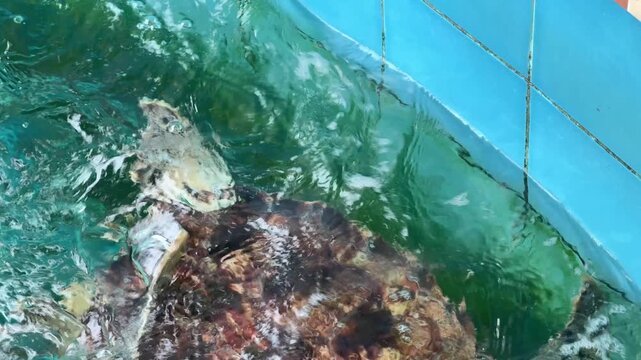 Sea turtles are swimming in the pool.