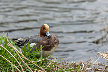 Eurasian Wigeon along riverside downtown Kyoto in Japan