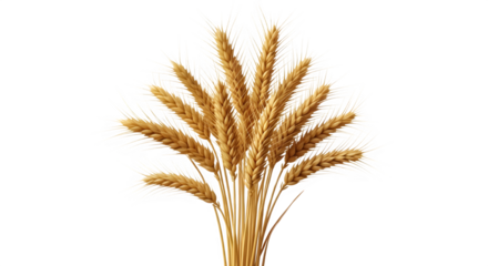 Bunch of ripe wheat stalks isolated on transparent background