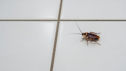 Cockroach on tiled floor: close-up of insect indoors