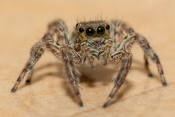 Detailed scientific close-up of a Thai jumping spider (Family: Salticidae) observed on residential tiled flooring.