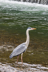 Gray heron along riverside downtown Kyoto in Japan