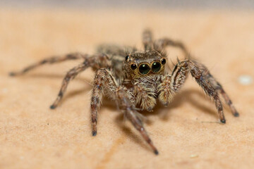 Detailed scientific close-up of a Thai jumping spider (Family: Salticidae) observed on residential tiled flooring.