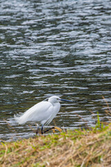 Snow-white heron along riverside downtown Kyoto in Japan