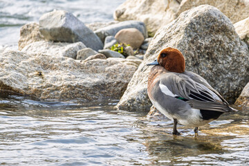 Eurasian Wigeon along riverside downtown Kyoto in Japan
