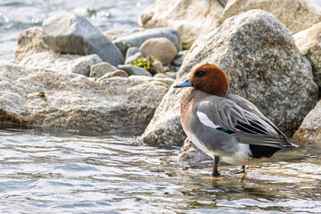 Eurasian Wigeon along riverside downtown Kyoto in Japan