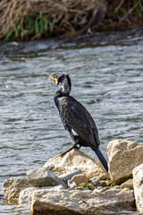 Cormorant along riverside downtown Kyoto in Japan