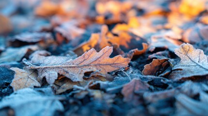 Frost covers leaves on the ground during early morning in autumn season