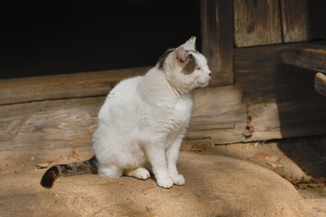 A white cat on the doorstep