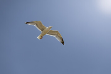 High Contrast Shot of a Seagull with Fully Extended Wings