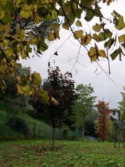 The beautiful colors of autumn in a park in La Spezia Italy