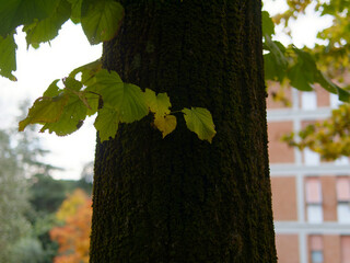 The beautiful colors of autumn in a park in La Spezia Italy