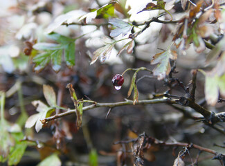 The beautiful colors of autumn in a park in La Spezia Italy