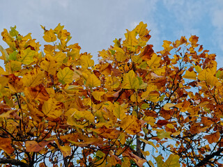 The beautiful colors of autumn in a park in La Spezia Italy
