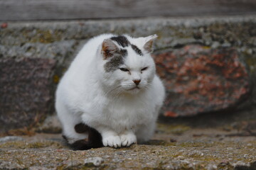 A white cat on the doorstep