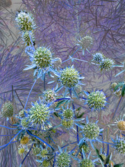 space age blue weeds