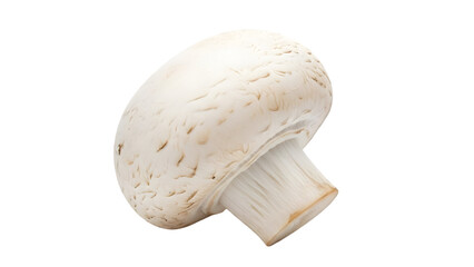 Detailed close up of a white speckled seashell isolated on transparent background